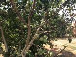 Chandler - Fernor Walnut Saplings (Tree) - photo 5