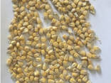 Фермерське господарство продає гуртом продовольче зерно кукурудзи від виробника - фото 1