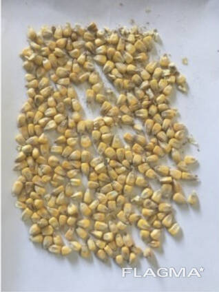 Фермата продава царевично хранително зърно от производителя на едро