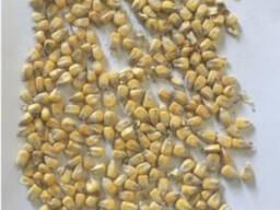 Фермата продава царевично хранително зърно от производителя на едро