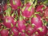 Fresh Dragon Fruit from Vietnam