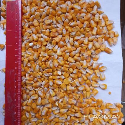 I will sell feed corn from 1000 tons on FOB Reni, Izmail