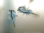 Корм мотыль для аквариумных рыб - фото 1