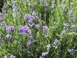 Lavender cuttings and seedlings - photo 3
