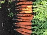 Морковь - фото 1