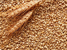 Украинска пшеница 2 клас, реколта 2021 г. (код по ХС 100190)