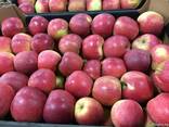 Polish apples, La-Sad - фото 2