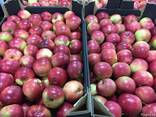 Polish apples, La-Sad - фото 4