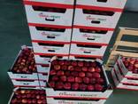 Продам яблоки с Польши - фото 6