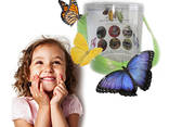 Продажа куколок тропических бабочек, коконы бабочек, ферма - фото 1