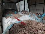 Sale of wheat bran pellets 6,8,10mm - фото 2