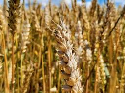 Пшеница 3-кл/2-кл / Grain of wheat