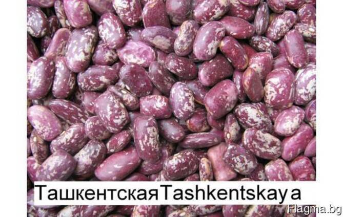Quality 3D beans from Kyrgyzstan