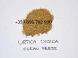 Urtica dioica plant seeds - photo 1