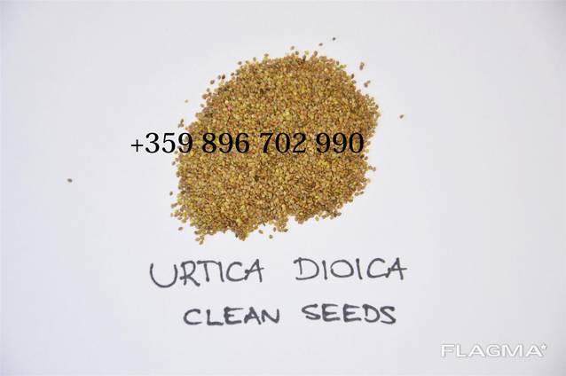 Urtica dioica plant seeds