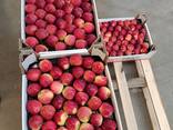 Яблоки и груши из Польши на Болгарию