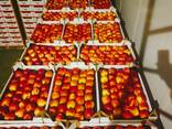 Яблоки и груши из Польши на Болгарию - фото 3