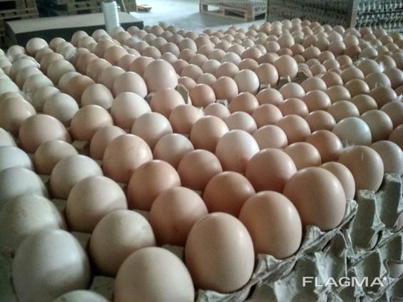Яйце инкубационное ROSS-308 от производителя